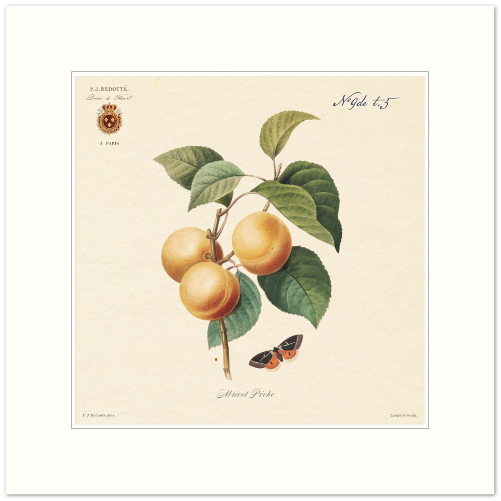 Apricot-Peaches by Redouté, 1824 (édition classique)