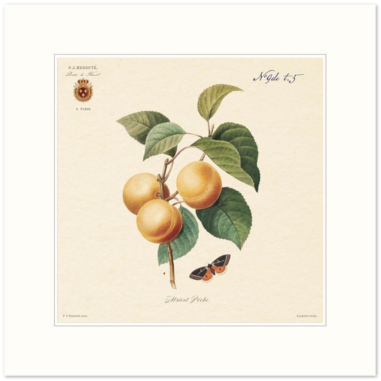 Apricot-Peaches by Redouté, 1824 (édition classique)