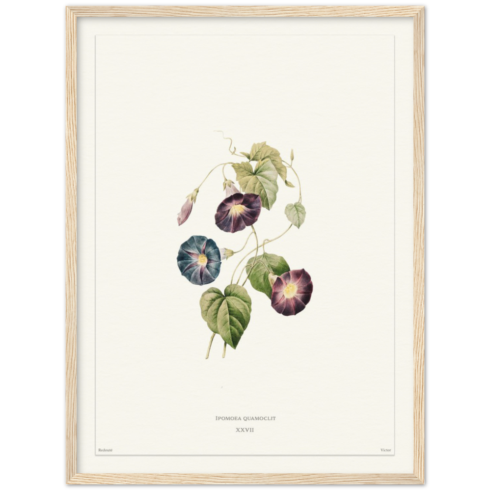 Pierre-Joseph Redouté, floral, flowers, art, wall art, flower prints, botanical, illustration, plants, roses