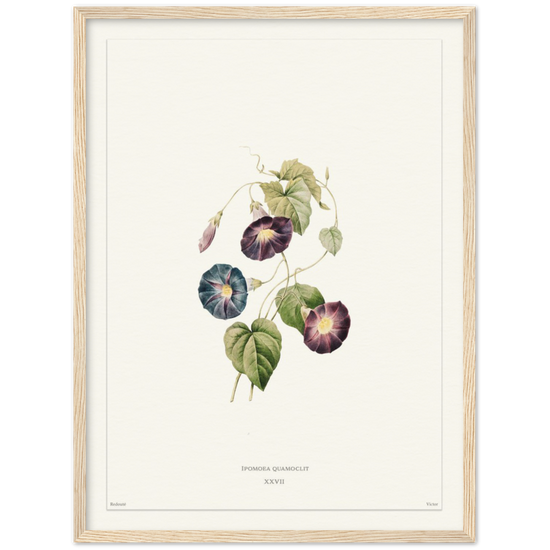 Pierre-Joseph Redouté, floral, flowers, art, wall art, flower prints, botanical, illustration, plants, roses