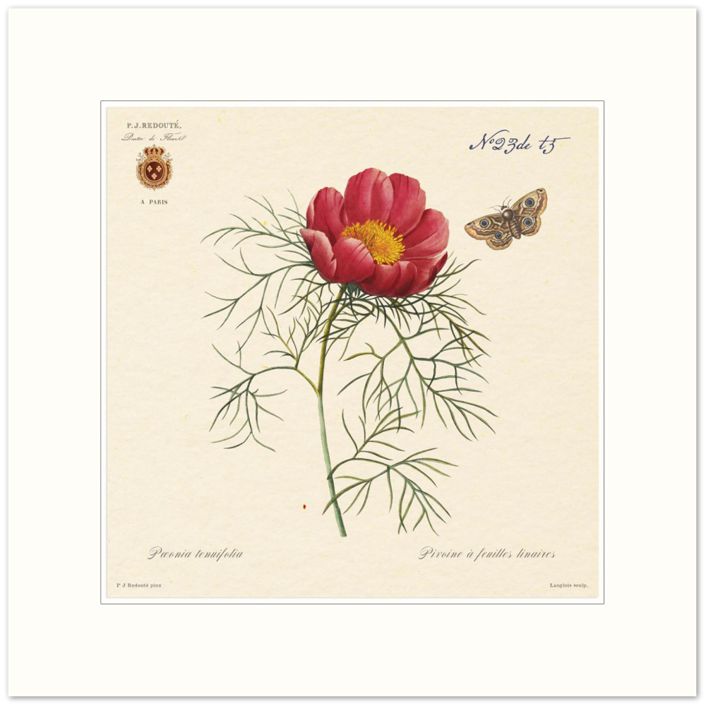 Pierre-Joseph Redouté, floral, flowers, art, wall art, flower prints, botanical, illustration, plants, roses