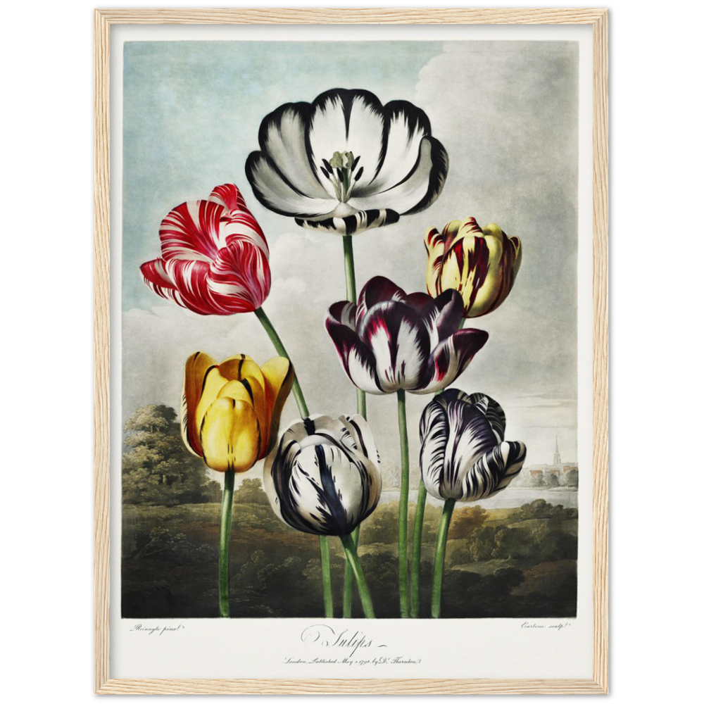 The Tulips by R.J. Thornton, 1807