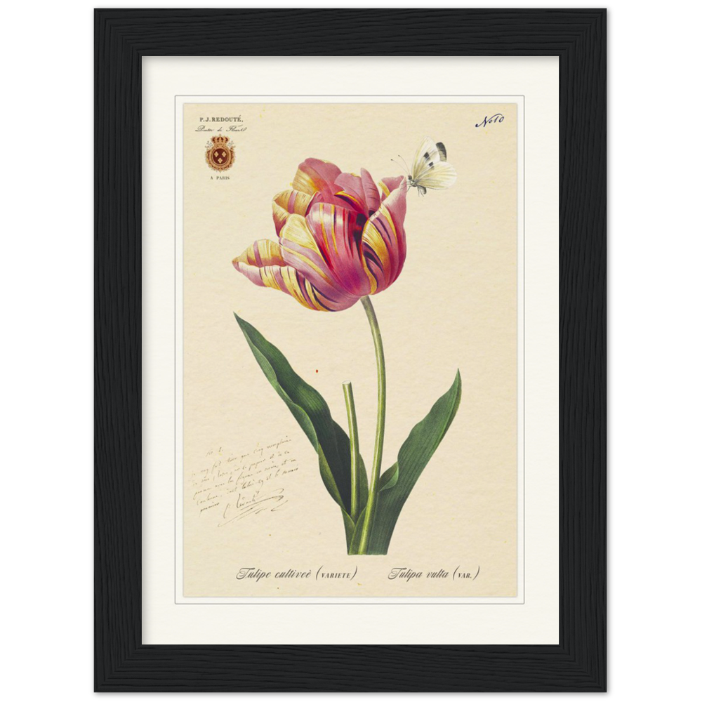 Triumph Tulip Pic