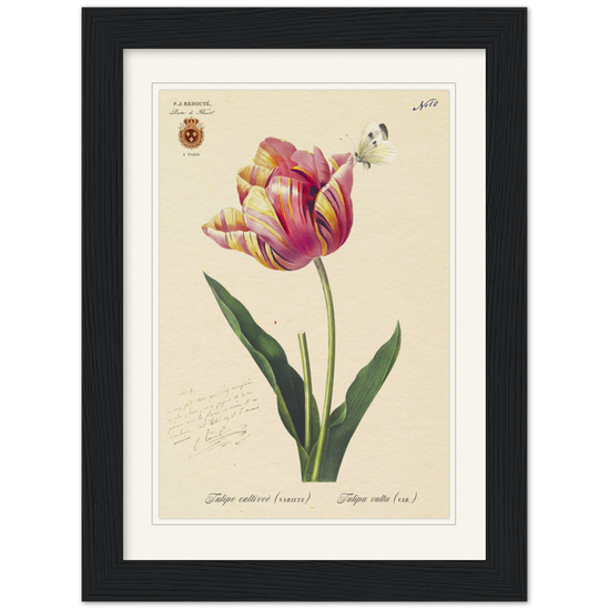 Triumph Tulip Pic