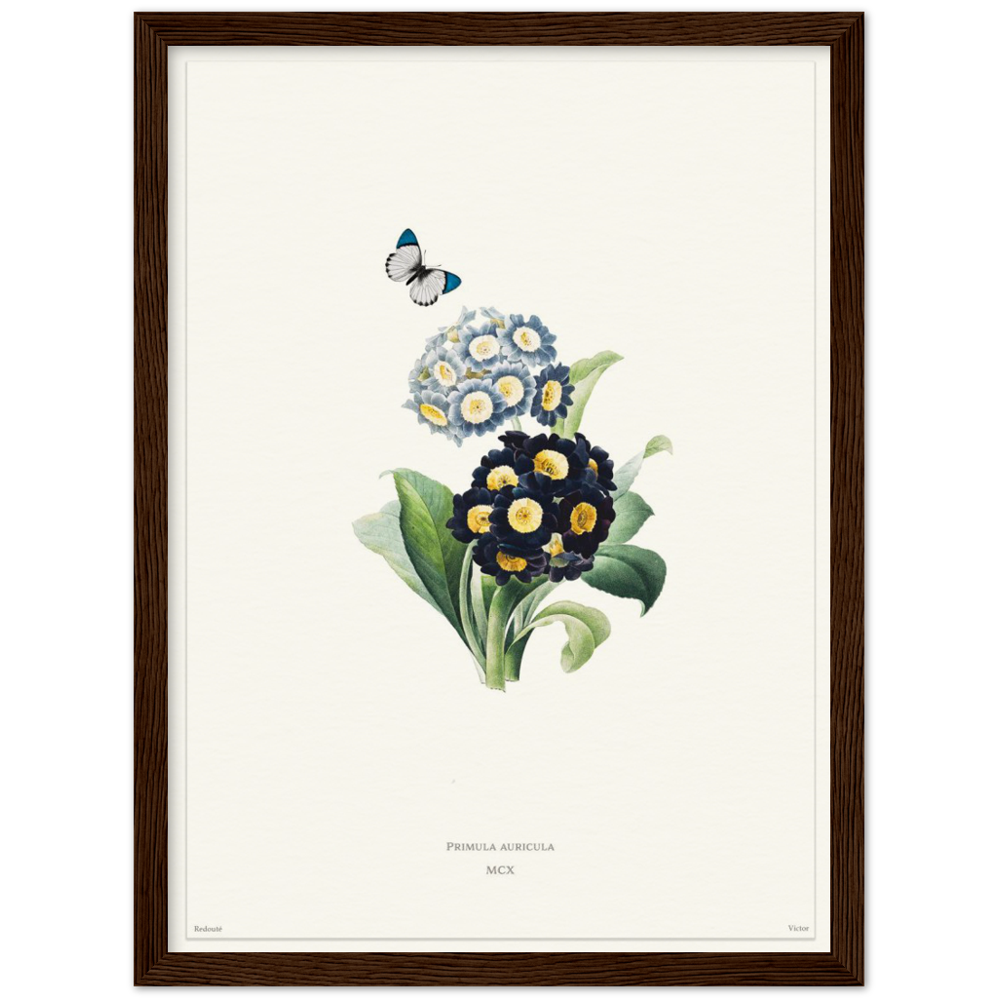 Pierre-Joseph Redouté, floral, flowers, art, wall art, flower prints, botanical, illustration, plants, roses
