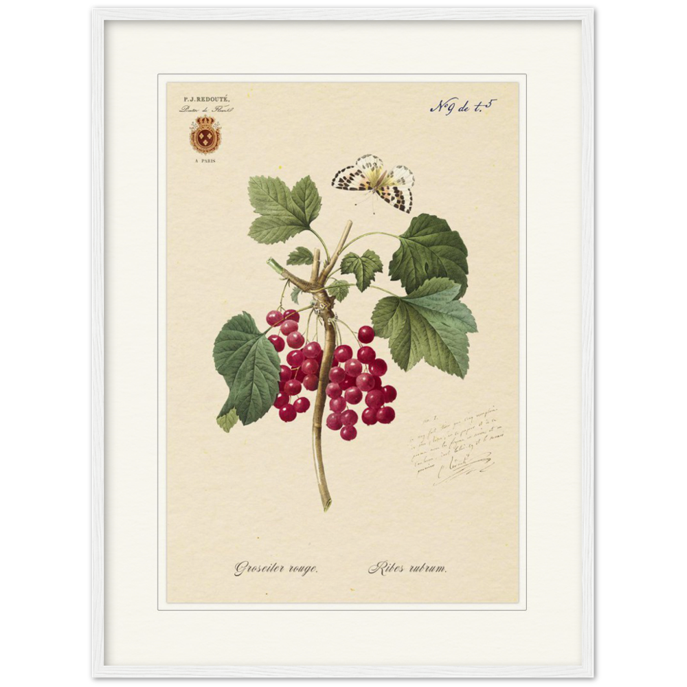 Red currant by Redoute, 1827 (édition classique)