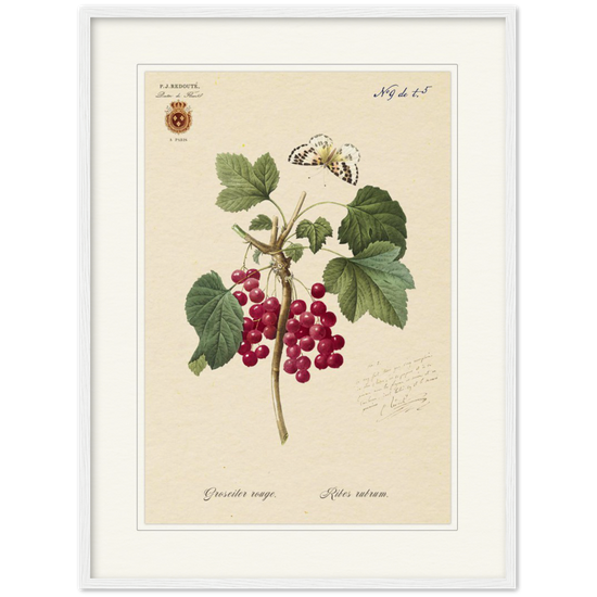 Red currant by Redoute, 1827 (édition classique)