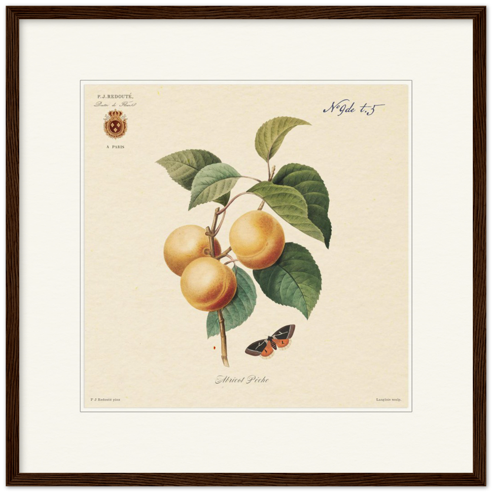Apricot-Peaches by Redouté, 1824 (édition classique)