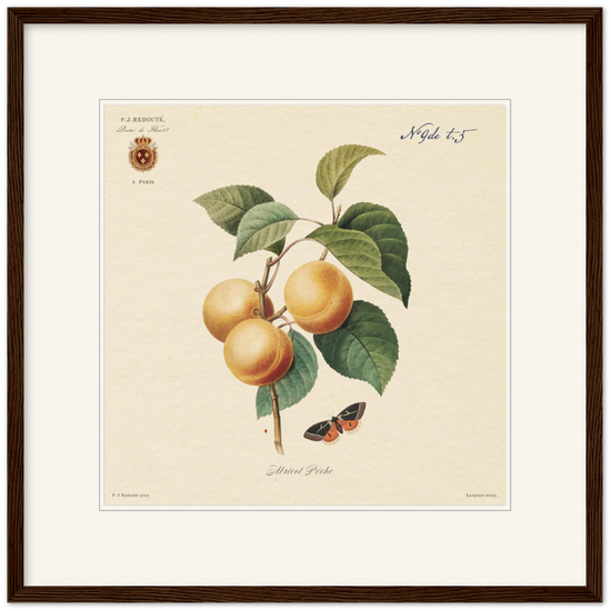 Apricot-Peaches by Redouté, 1824 (édition classique)