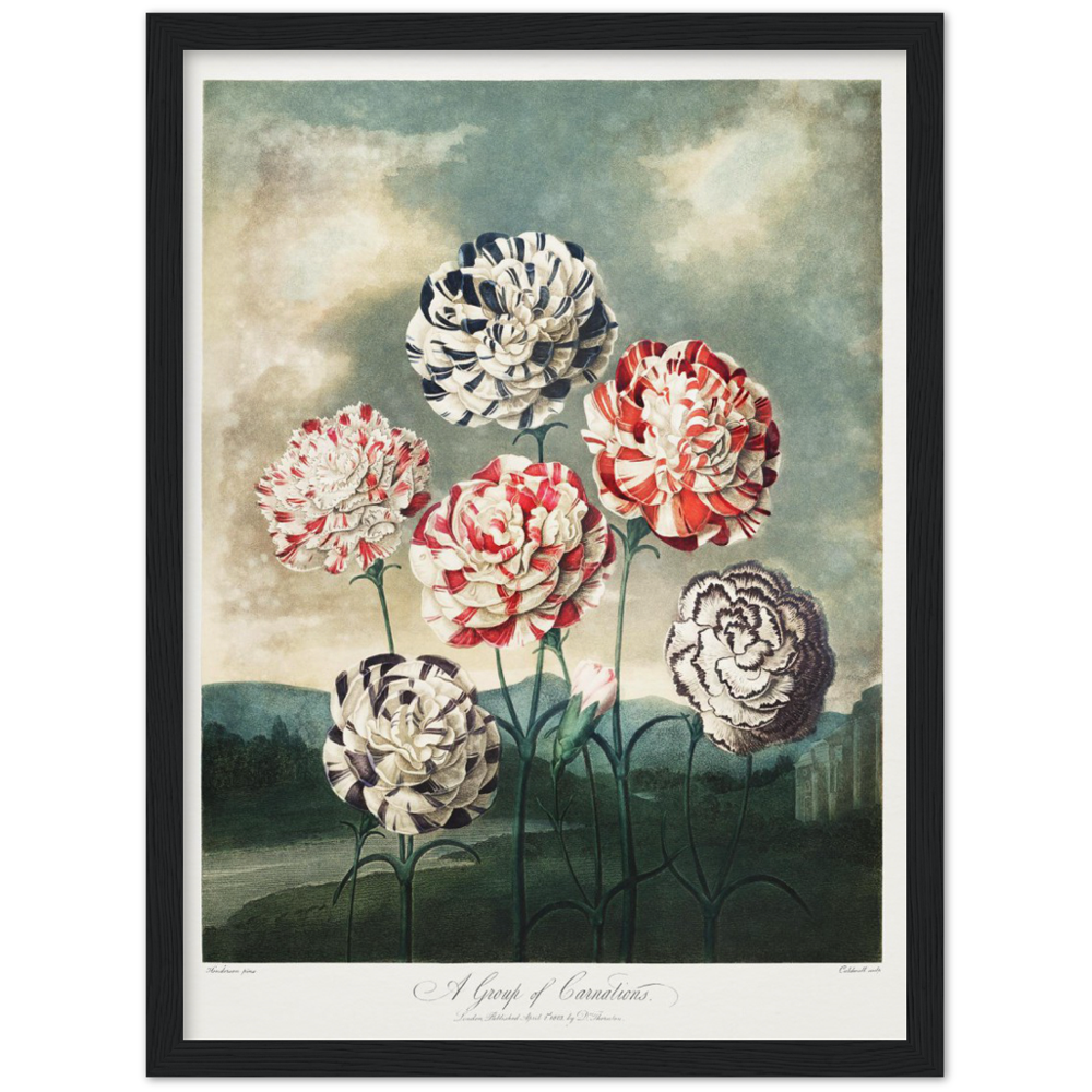 Pierre-Joseph Redouté, floral, flowers, art, wall art, flower prints, botanical, illustration, plants, roses