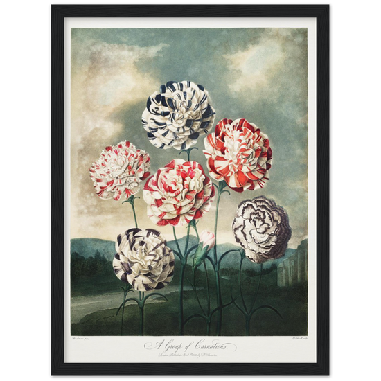 Pierre-Joseph Redouté, floral, flowers, art, wall art, flower prints, botanical, illustration, plants, roses