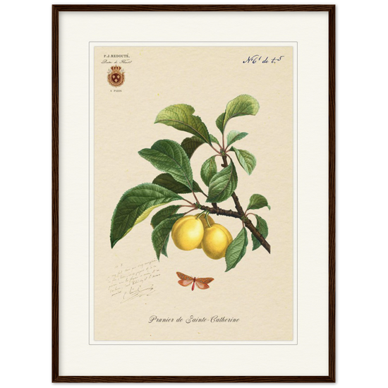 Plum of Saint Catherine, 1824 (édition classique)