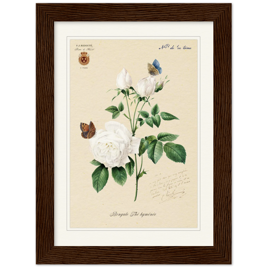 Pierre-Joseph Redouté, floral, flowers, art, wall art, flower prints, botanical, illustration, plants, roses
