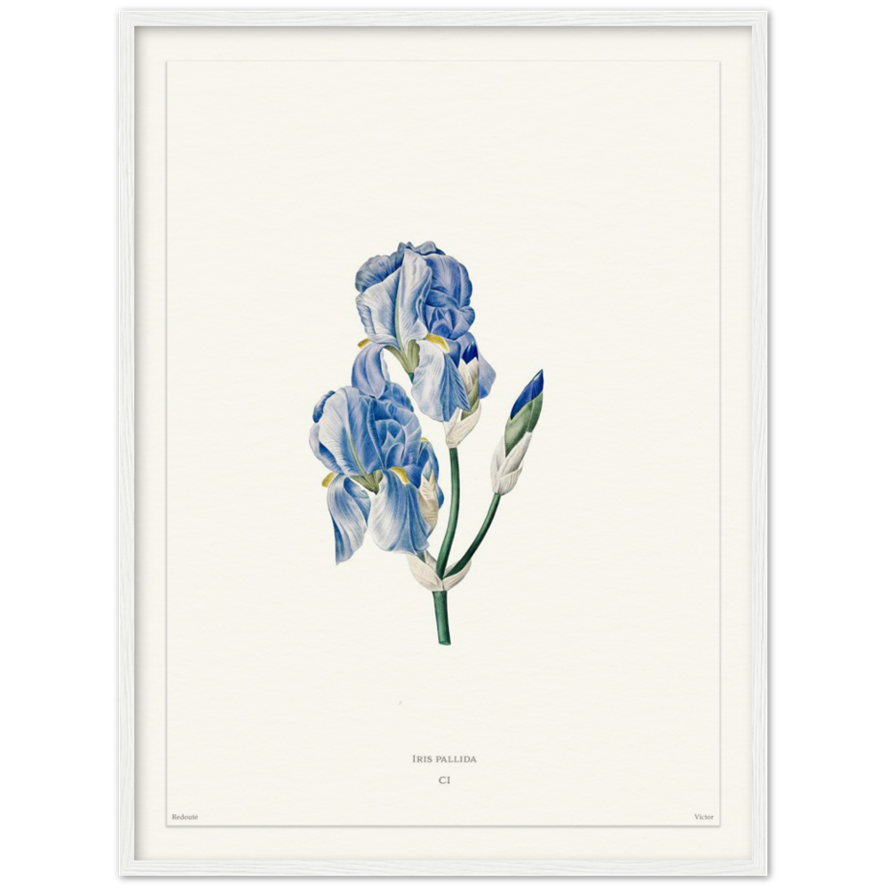 Pale iris, 1827 (édition blanc)