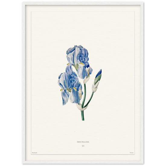 Pale iris, 1827 (édition blanc)