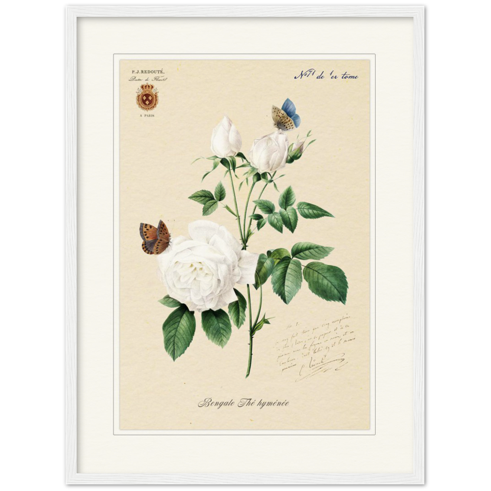 redoute roses, redoute white rose, framed botanical prins, Pierre-Joseph Redouté, floral, flowers, art, wall art, flower prints, botanical, illustration, plants, roses