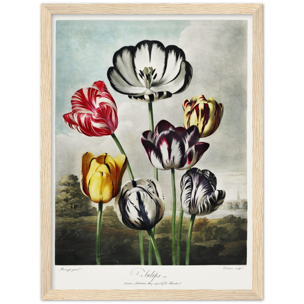 The Tulips by R.J. Thornton, 1807