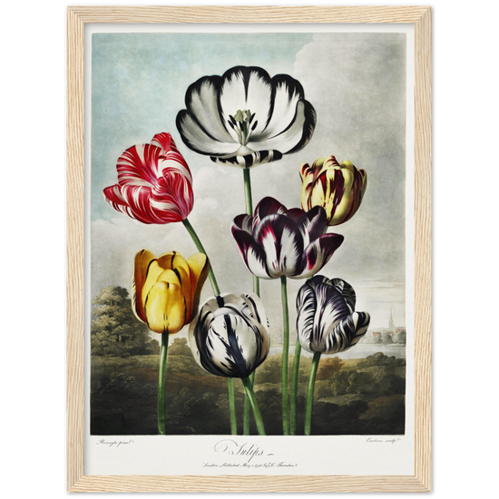 The Tulips by R.J. Thornton, 1807