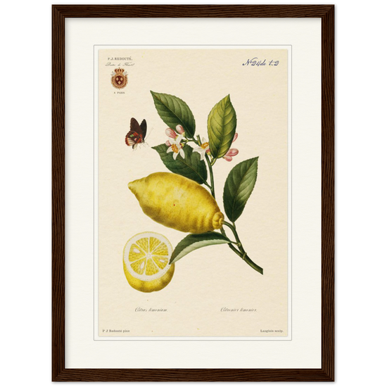 Lemon by Redouté, 1834 (édition classique)