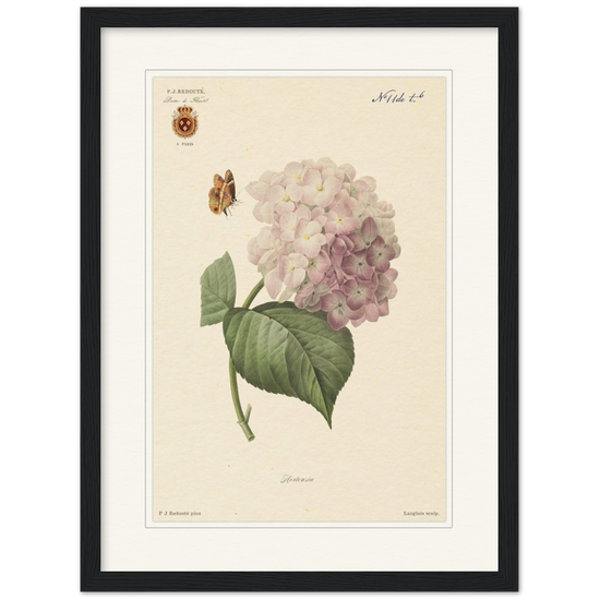 Pierre-Joseph Redouté, floral, flowers, art, wall art, flower prints, botanical, illustration, plants, roses
