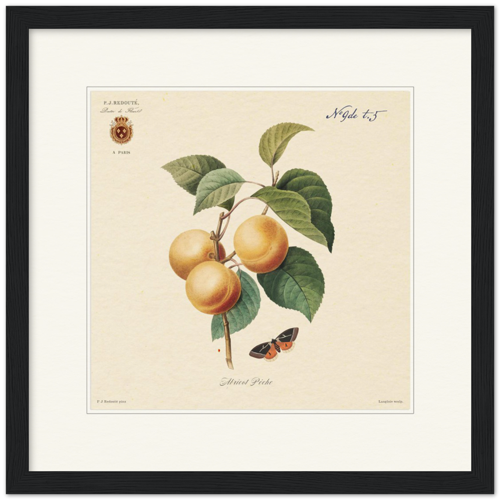 Apricot-Peaches by Redouté, 1824 (édition classique)