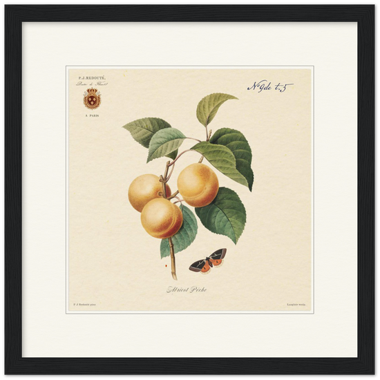 Apricot-Peaches by Redouté, 1824 (édition classique)