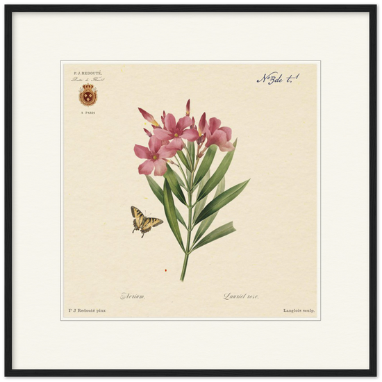 Oleander flowers by Redouté, édition classique