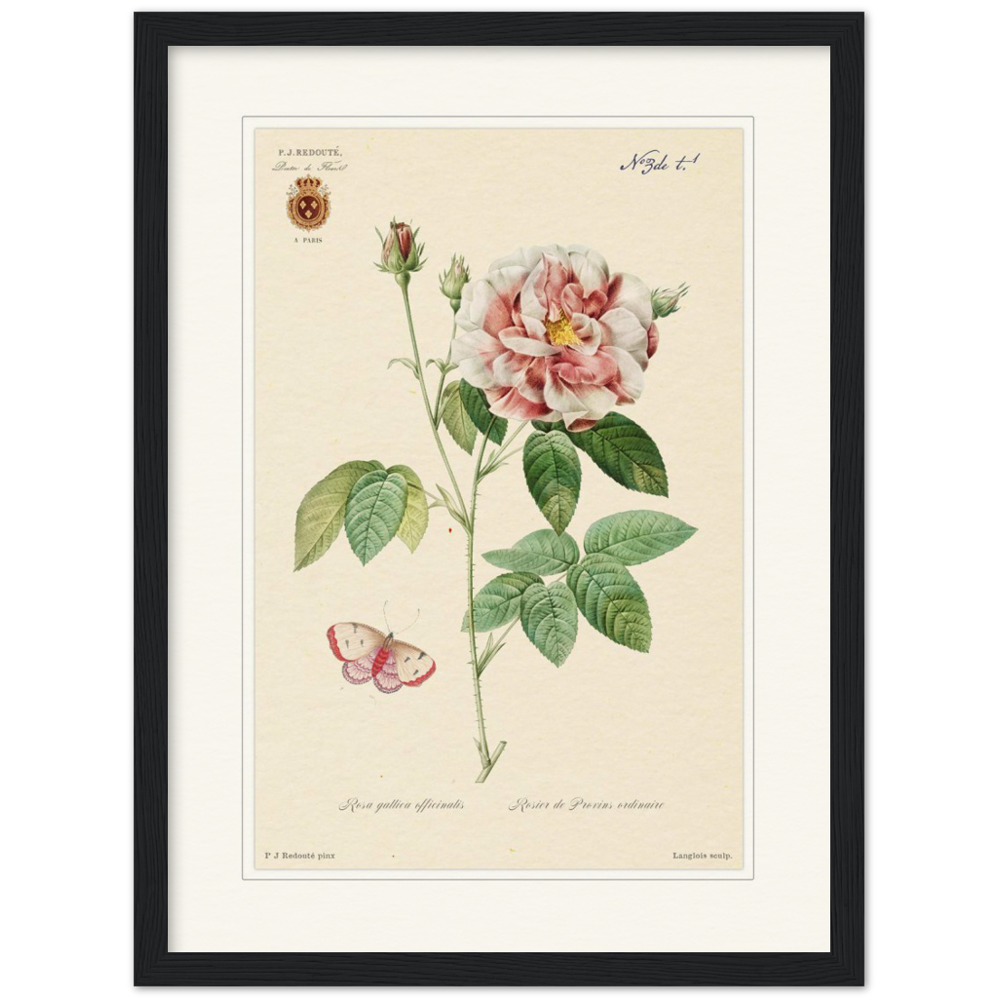 French Provencal Rose by Redouté, édition classique