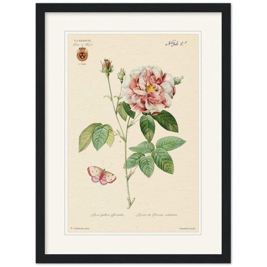 French Provencal Rose by Redouté, édition classique