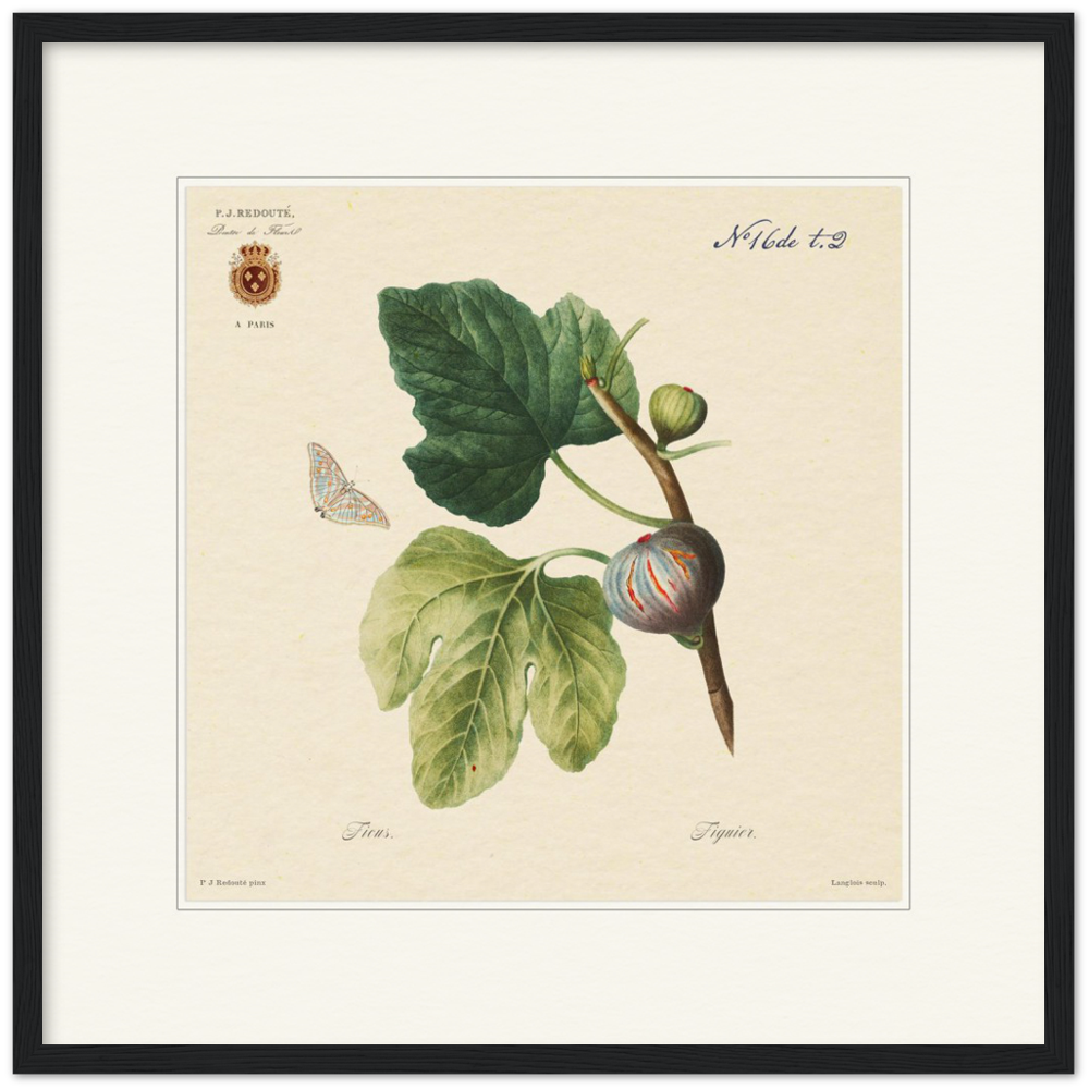 Figs by Redouté, 1834 (édition classique)