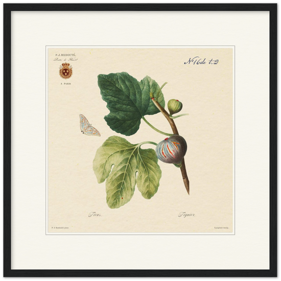 Figs by Redouté, 1834 (édition classique)