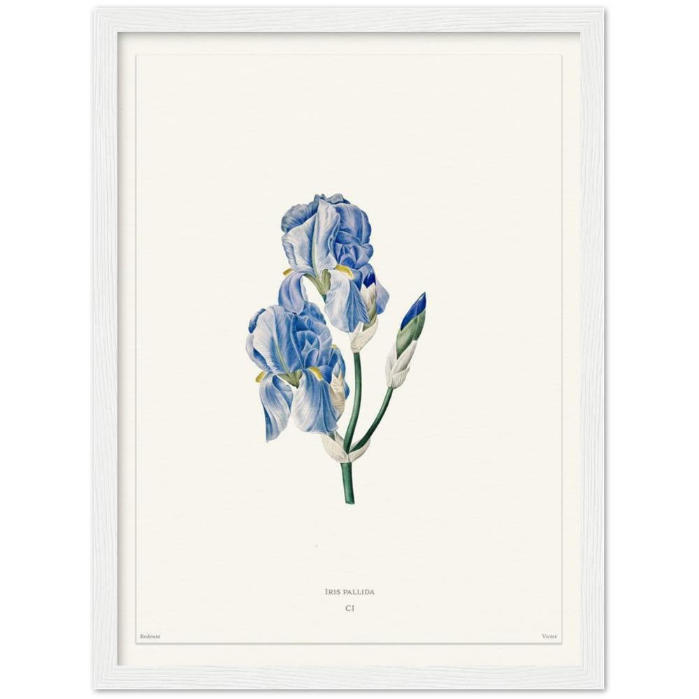 Pale iris, 1827 (édition blanc)