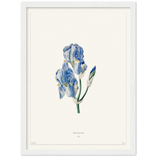 Pale iris, 1827 (édition blanc)