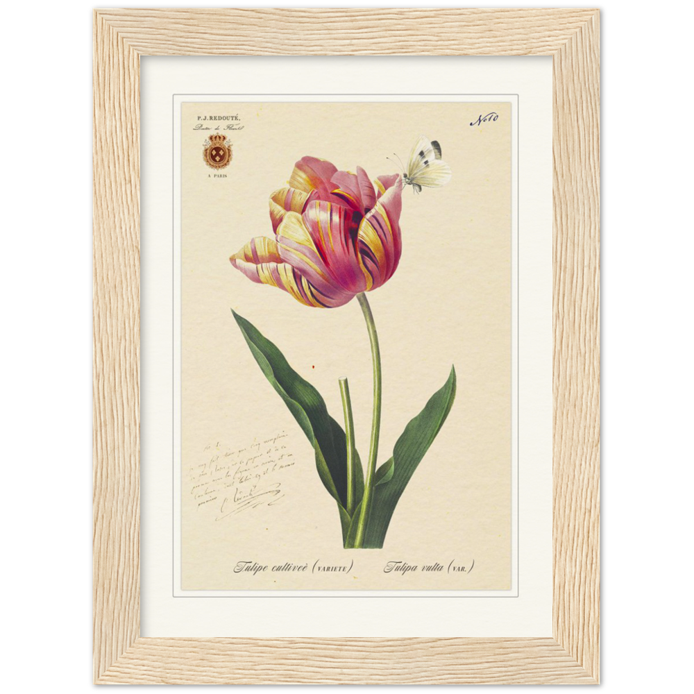 Triumph Tulip Pic