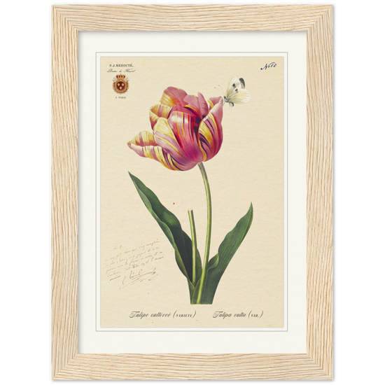 Triumph Tulip Pic