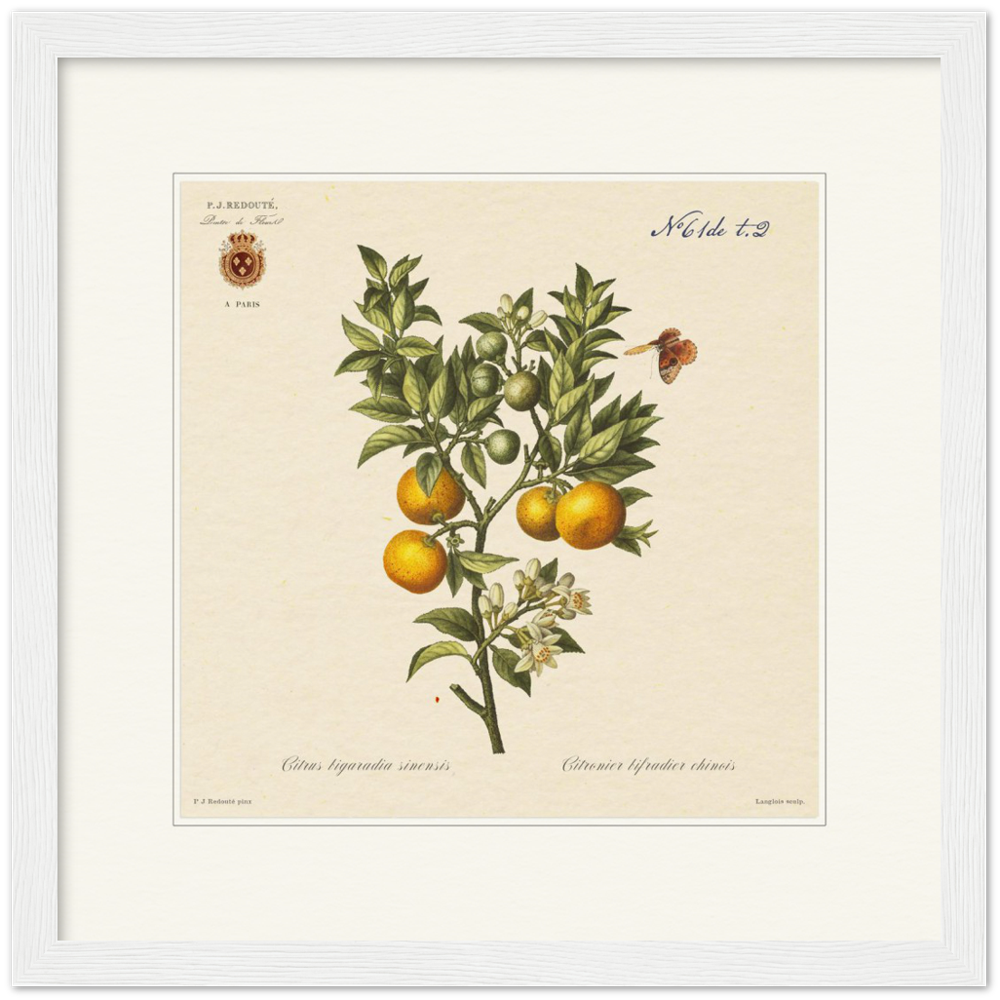 Bitter orange by Redouté, 1834 (édition classique)