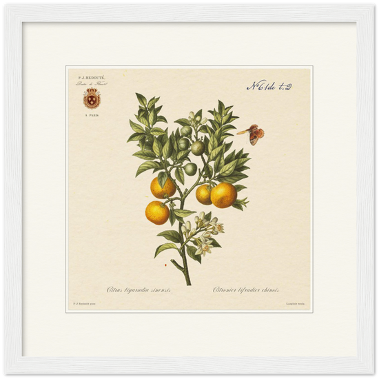 Bitter orange by Redouté, 1834 (édition classique)