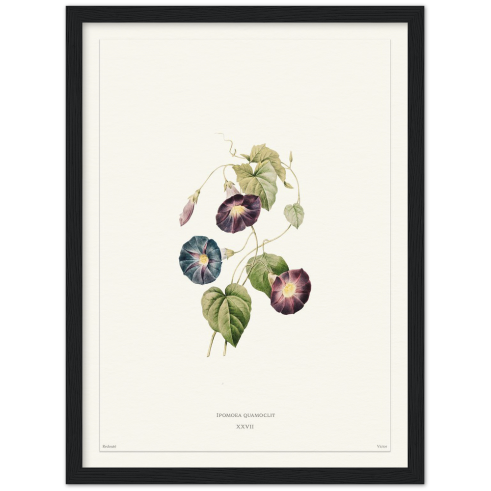 Pierre-Joseph Redouté, floral, flowers, art, wall art, flower prints, botanical, illustration, plants, roses