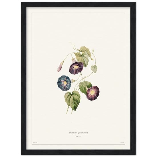 Pierre-Joseph Redouté, floral, flowers, art, wall art, flower prints, botanical, illustration, plants, roses