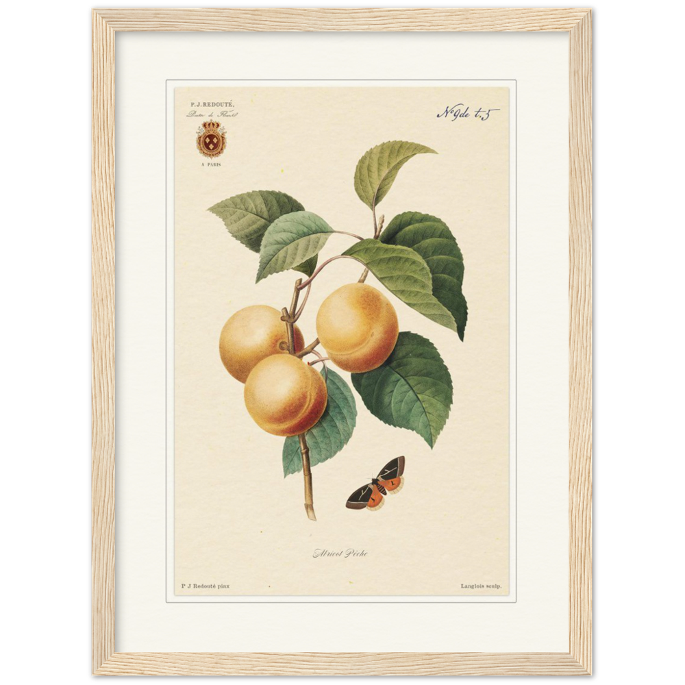 Apricot-Peaches by Redouté, 1824 (édition classique)