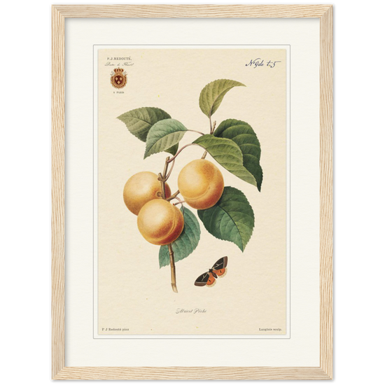 Apricot-Peaches by Redouté, 1824 (édition classique)