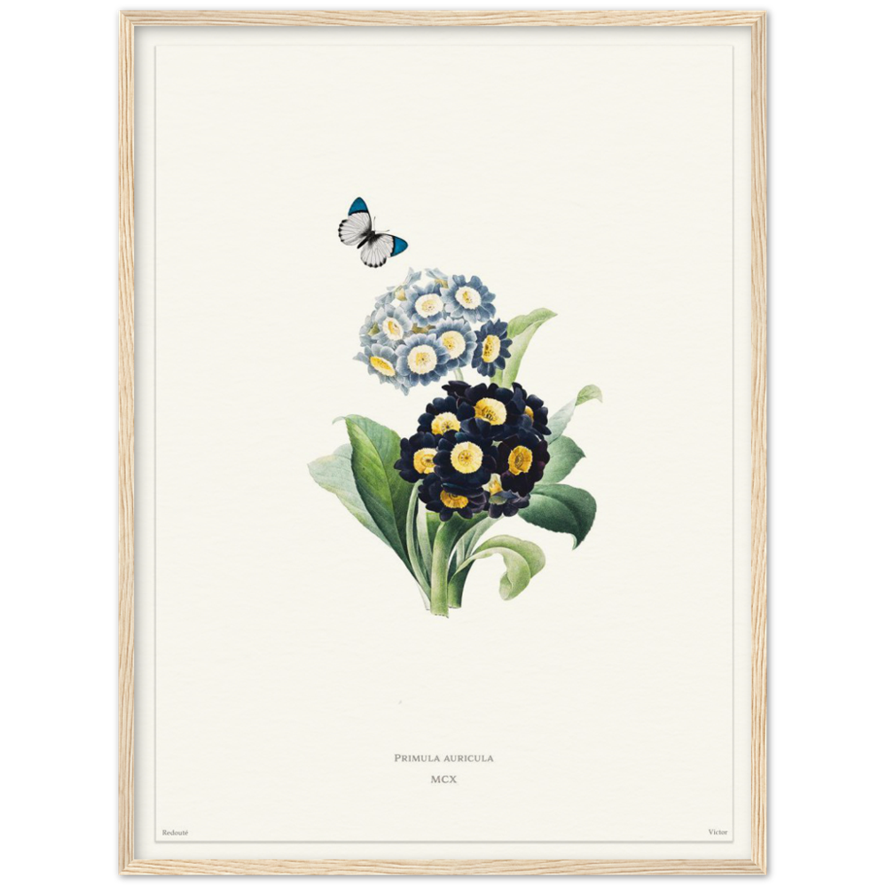 Pierre-Joseph Redouté, floral, flowers, art, wall art, flower prints, botanical, illustration, plants, roses