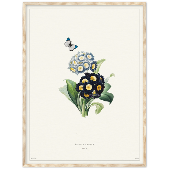 Pierre-Joseph Redouté, floral, flowers, art, wall art, flower prints, botanical, illustration, plants, roses