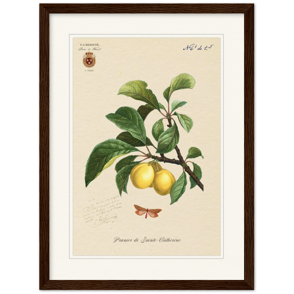 Plum of Saint Catherine, 1824 (édition classique)