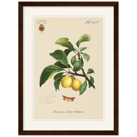 Plum of Saint Catherine, 1824 (édition classique)