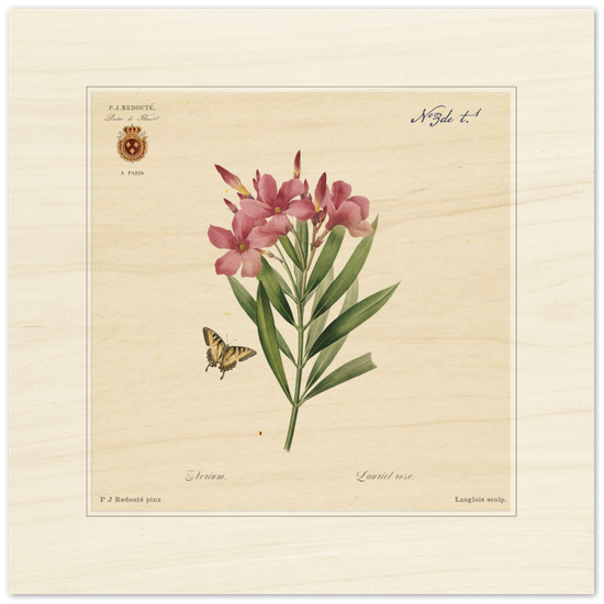 Oleander flowers by Redouté, édition classique