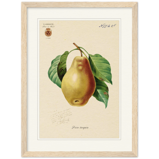 Tarquin Pear