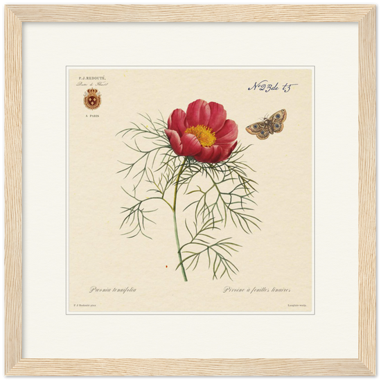 Pierre-Joseph Redouté, floral, flowers, art, wall art, flower prints, botanical, illustration, plants, roses
