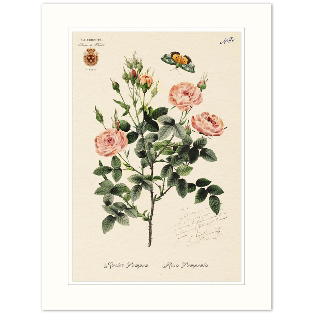 Rose Pompon by Redouté, 1824 (édition classique)