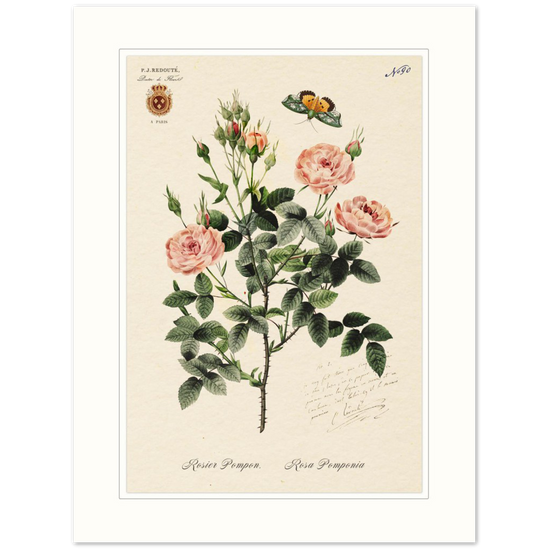 Rose Pompon by Redouté, 1824 (édition classique)